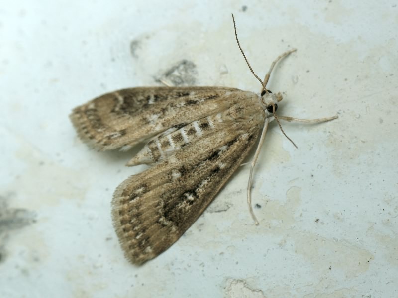Parapoynx stratiotata (Linnaeus, 1758)